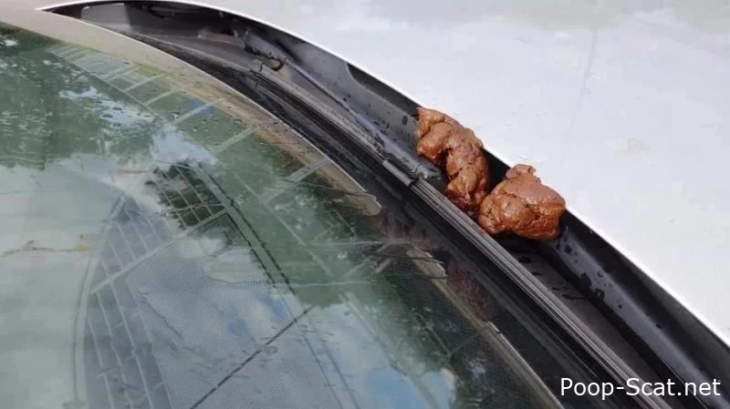 shit and piss in public on a car with Versauteschnukkis - Scatoasis, Shit In Mouth, Scat Domination